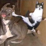 ninjacat