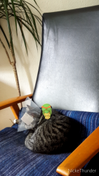 Det läskigaste vi hittat i Pokémon Go än så länge är en som hoppade på Niklas katt.